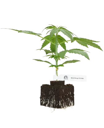 Sticky Orange XXL Automatic Cannabispflanzen