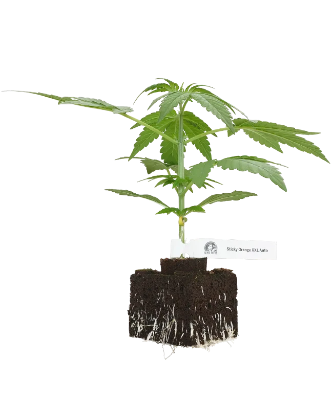Sticky Orange XXL Automatic Cannabispflanzen