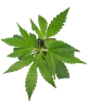 Sunset Peach Feminisierte Cannabispflanzen