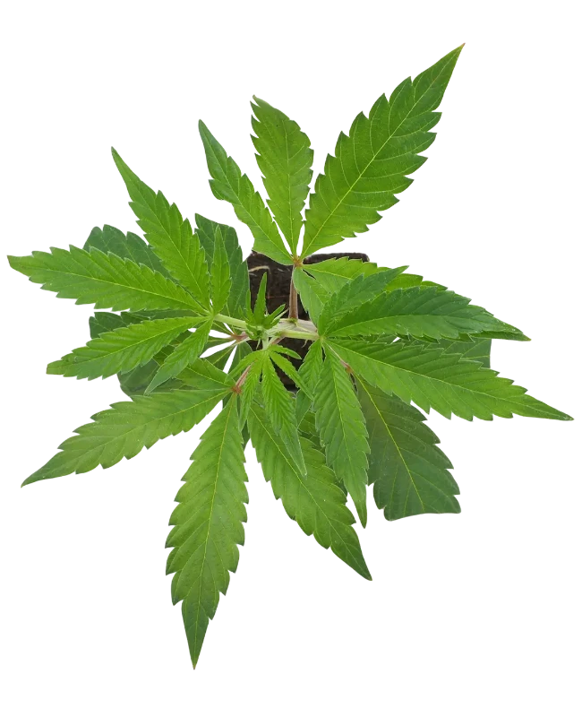 Sunset Peach Feminisierte Cannabispflanzen