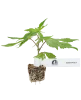Sunset Peach Feminisierte Cannabispflanzen