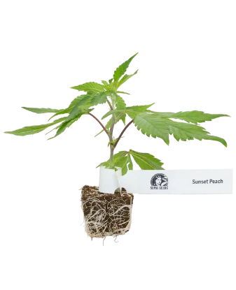 Sunset Peach Feminisierte Cannabispflanzen