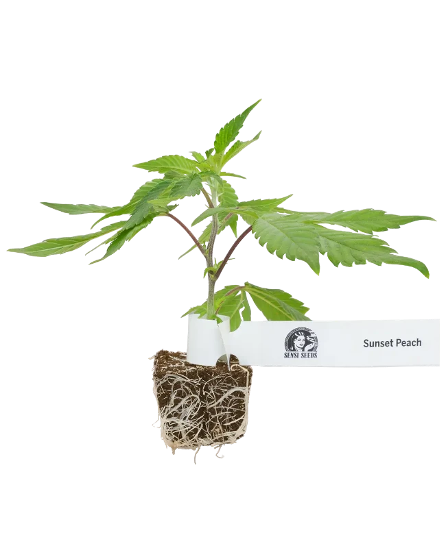 Sunset Peach Feminisierte Cannabispflanzen
