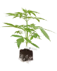 Super Skunk Automatic Cannabispflanzen von White Label