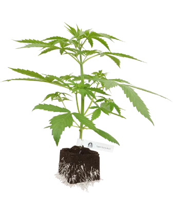 Super Skunk Automatic Cannabispflanzen von White Label