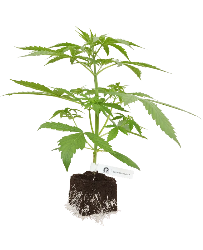 Super Skunk Automatic Cannabispflanzen von White Label