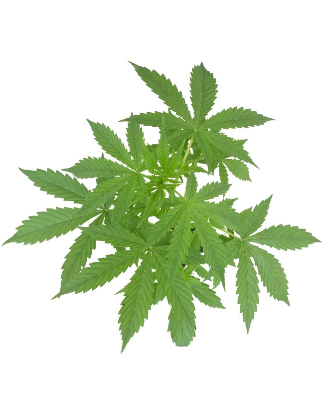 Super Skunk Automatic Cannabispflanzen von White Label