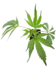 Sweet Berry Breeze Feminisierte Cannabispflanzen von White Label