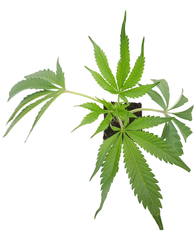 Sweet Berry Breeze Feminisierte Cannabispflanzen von White Label