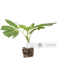 Sweet Berry Breeze Feminisierte Cannabispflanzen von White Label