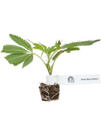 Sweet Berry Breeze Feminisierte Cannabispflanzen von White Label