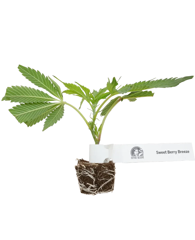 Sweet Berry Breeze Feminisierte Cannabispflanzen von White Label