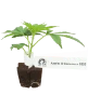 Apples and Bananas x SBSE Feminisierte Cannabis-Pflanzen