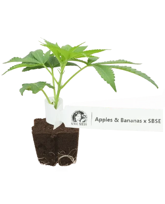 Apples and Bananas x SBSE Feminisierte Cannabis-Pflanzen