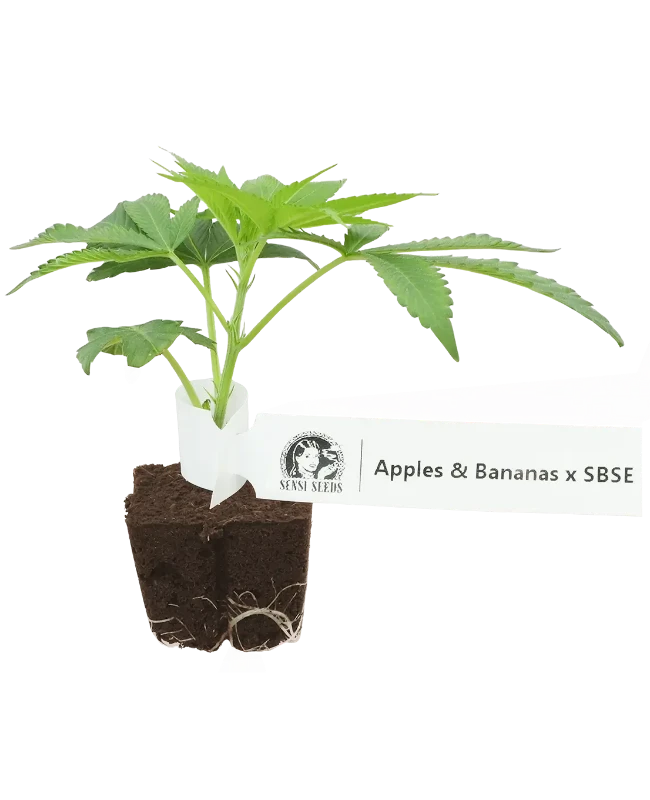 Apples and Bananas x SBSE Feminisierte Cannabis-Pflanzen