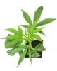 Apples and Bananas x SBSE Feminisierte Cannabis-Pflanzen