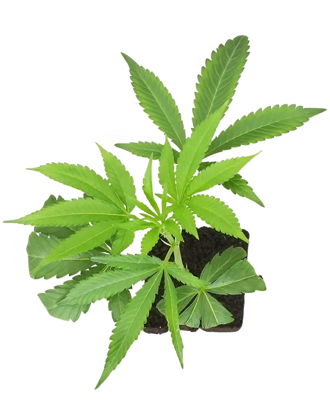 Apples and Bananas x SBSE Feminisierte Cannabis-Pflanzen