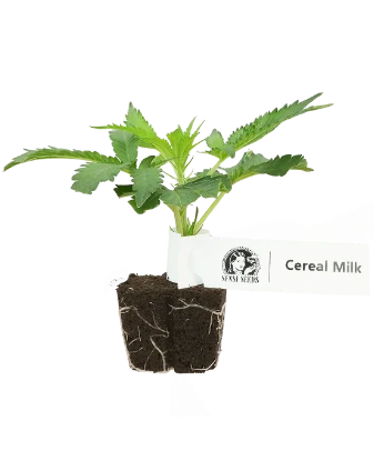 Cereal Milk Feminisierte Cannabis-Pflanzen