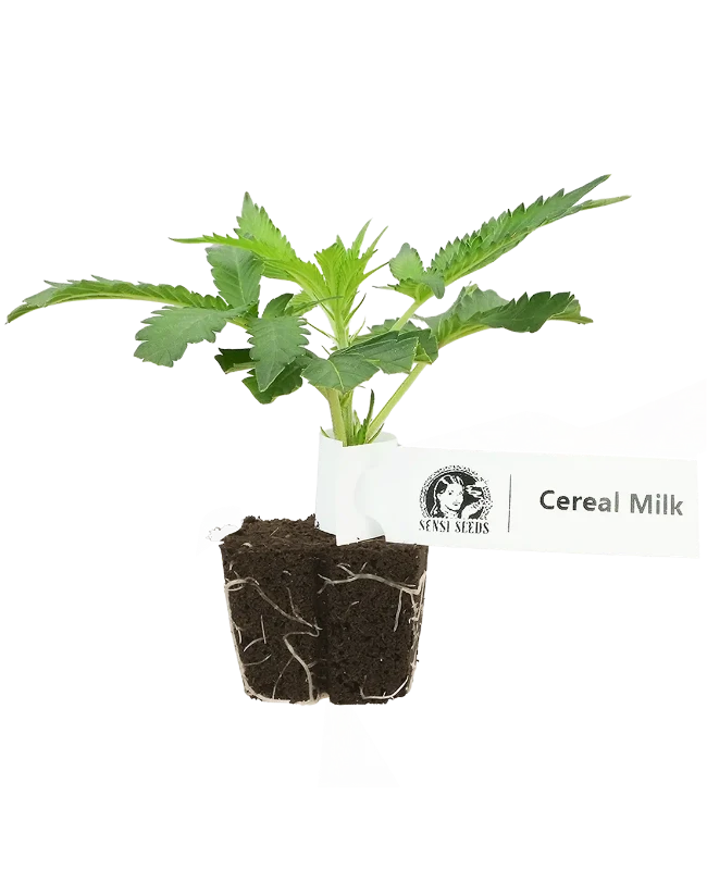 Cereal Milk Feminisierte Cannabis-Pflanzen