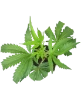 Cereal Milk Feminisierte Cannabis-Pflanzen
