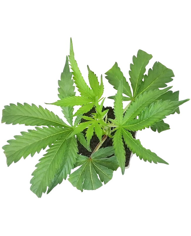 Cereal Milk Feminisierte Cannabis-Pflanzen