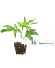 GovernMint Oasis Feminisierte Cannabis-Pflanzen