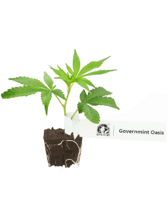 GovernMint Oasis Feminisierte Cannabis-Pflanzen