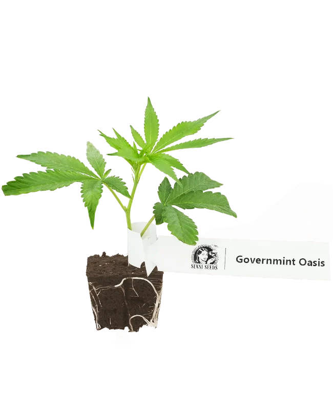 GovernMint Oasis Feminisierte Cannabis-Pflanzen