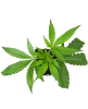 GovernMint Oasis Feminisierte Cannabis-Pflanzen