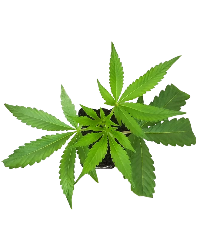 GovernMint Oasis Feminisierte Cannabis-Pflanzen
