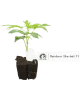 RS-11 Feminisierte Cannabis-Pflanzen