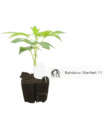 RS-11 Feminisierte Cannabis-Pflanzen