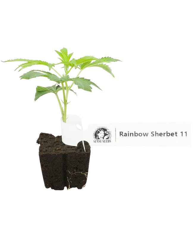 RS-11 Feminisierte Cannabis-Pflanzen