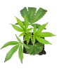 RS-11 Feminisierte Cannabis-Pflanzen