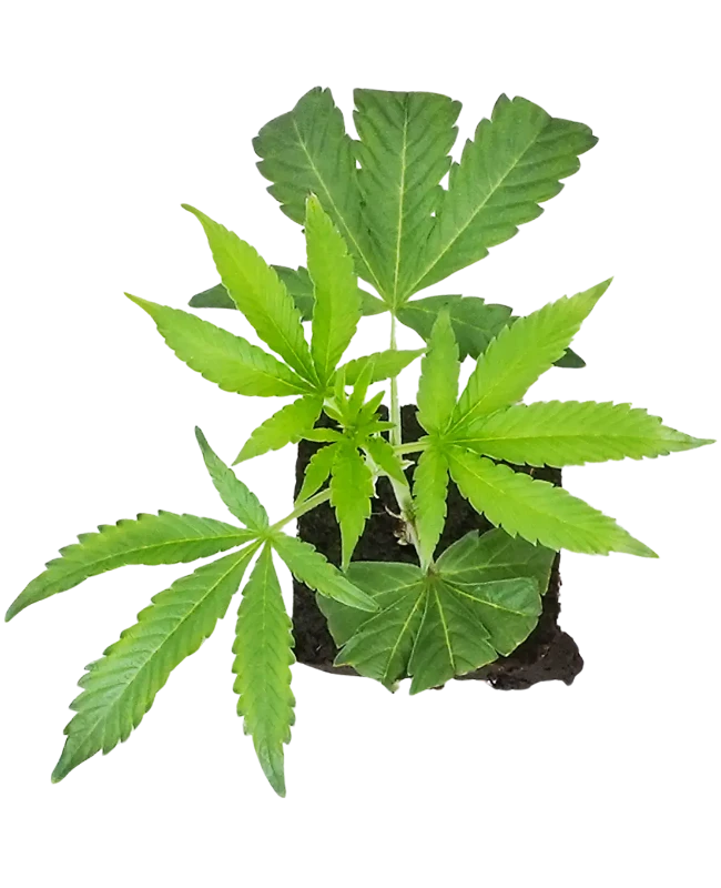 RS-11 Feminisierte Cannabis-Pflanzen