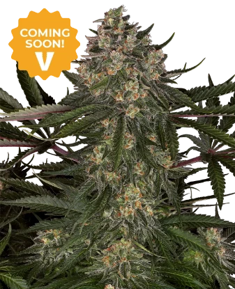 41 Palms Feminized Seeds