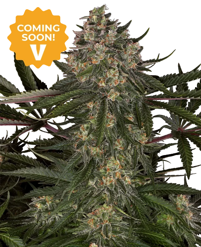 41 Palms Feminized Seeds