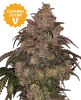 Cherry Palms Feminized Seeds