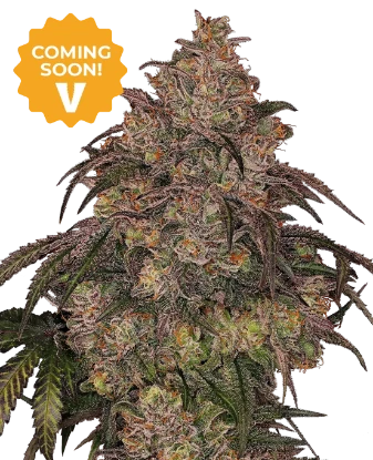 Cherry Palms Feminized Seeds