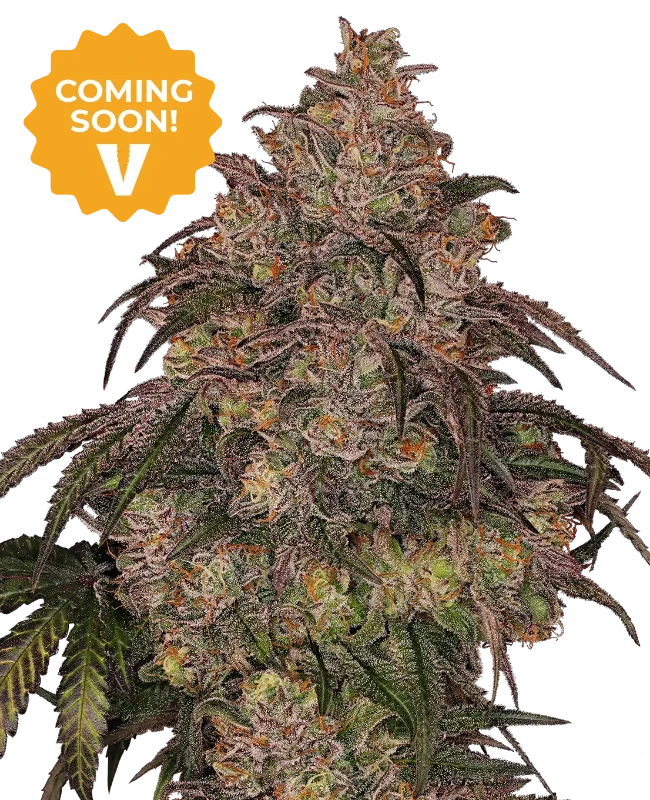 Cherry Palms Feminized Seeds