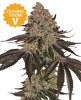 Lemon Cherry Palms Feminized Seeds