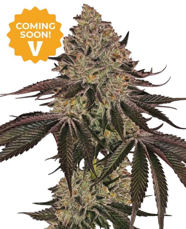 Lemon Cherry Palms Feminized Seeds