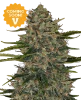Rainbow Jelly #41 Feminized Seeds