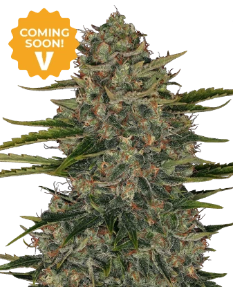 Rainbow Jelly #41 Feminized Seeds