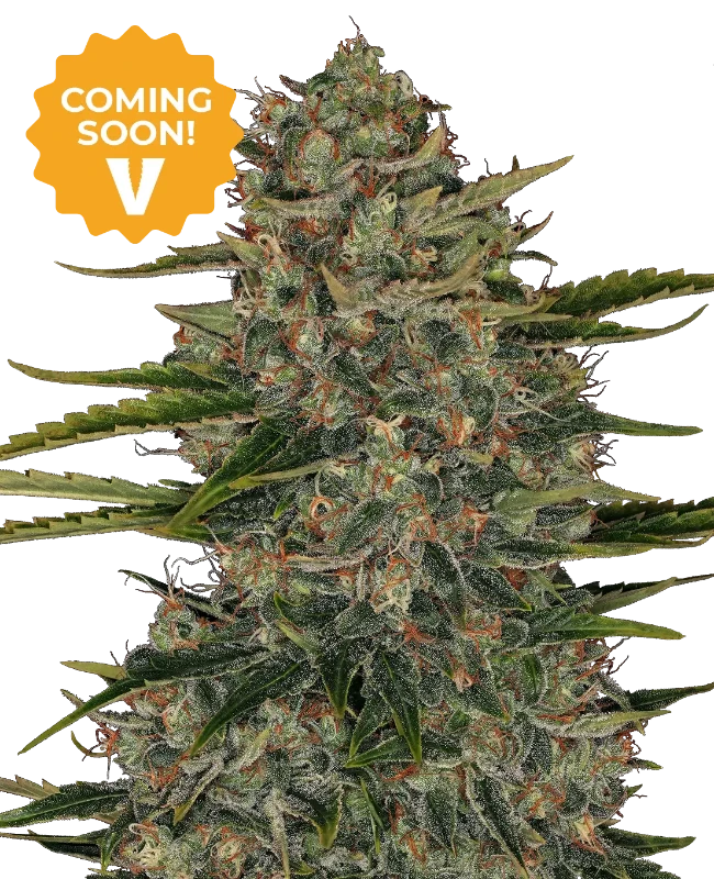 Rainbow Jelly #41 Feminized Seeds