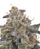 Apples and Bananas x SBSE Feminisierte Cannabis-Pflanzen
