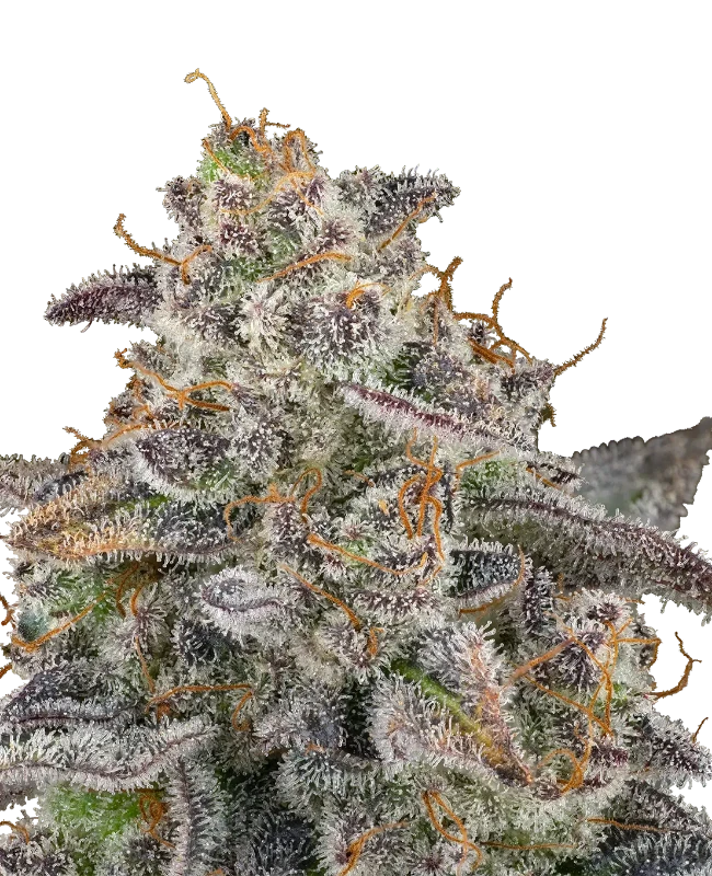 Apples and Bananas x SBSE Feminisierte Cannabis-Pflanzen
