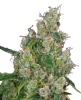 Banana Kush Cake Automatic Cannabispflanzen