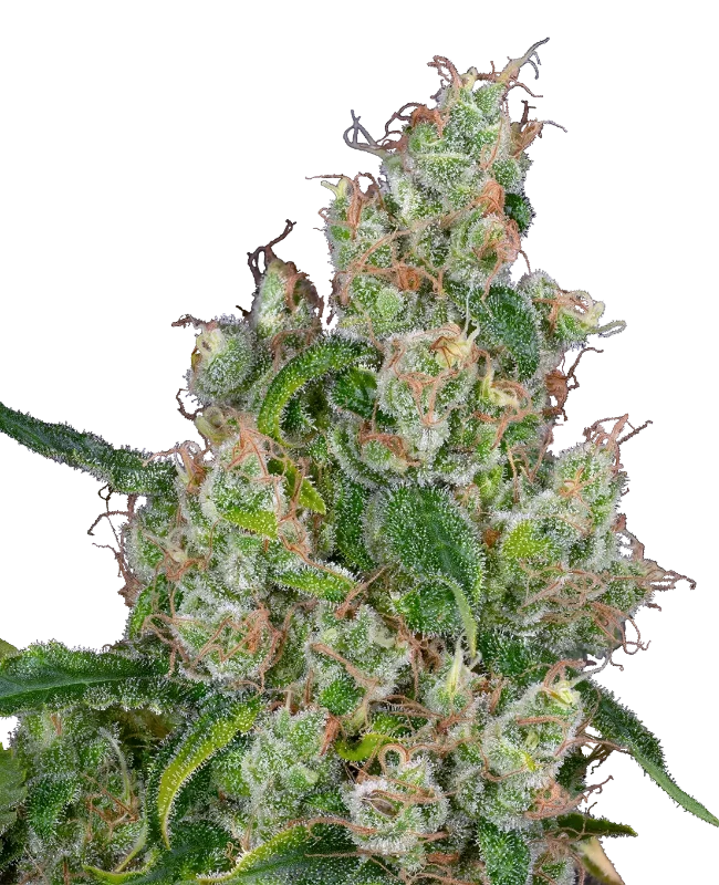 Banana Kush Cake Automatic Cannabispflanzen