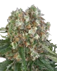 Big Bud Feminisierte Cannabispflanzen